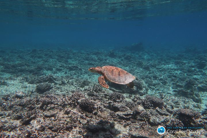 A turtle swims over a reef destroyed by bleaching.