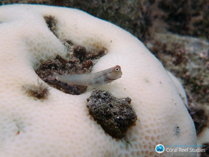 A goby perches on bleached coral at the height of the 2016 bleaching event at Lizard Island in Australia's Great Barrier Reef.