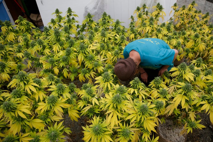 Sustainable cannabis farmer Dylan Turner applies fertilizer to a crop of plants at Sunboldt Farms, a small family farm run by Sunshine and Eric Johnston in Humboldt County.