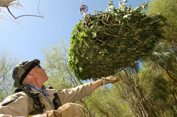 Campaign Against Marijuana Planting Special Agent Dennis Ford guides a bale of pot plants as it's lifted out by a helicopter during a 2002 marijuana garden raid in Annapolis, California.