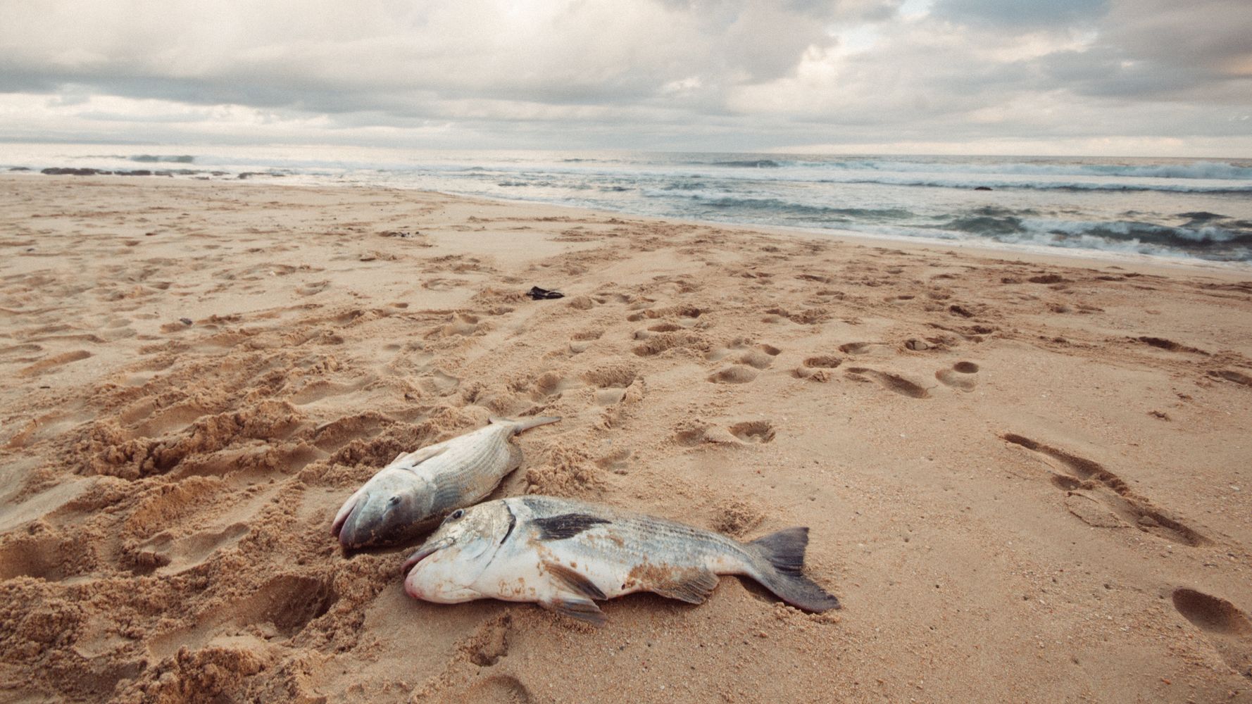 Climate Change Has Quadrupled Ocean 'Dead Zones,' Researchers Warn