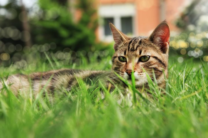 Five cats were mutilated and killed in Northampton last year 