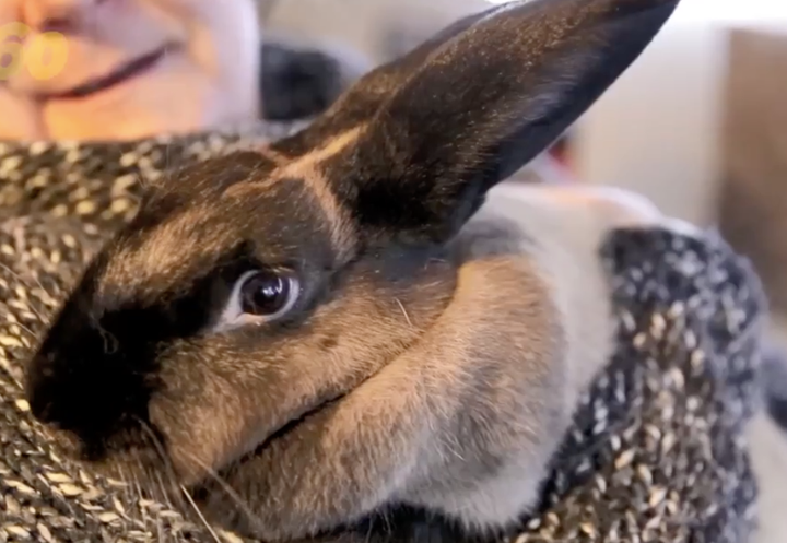 A cross pattern appeared in the fur on Fluff's forehead just days before Christmas.