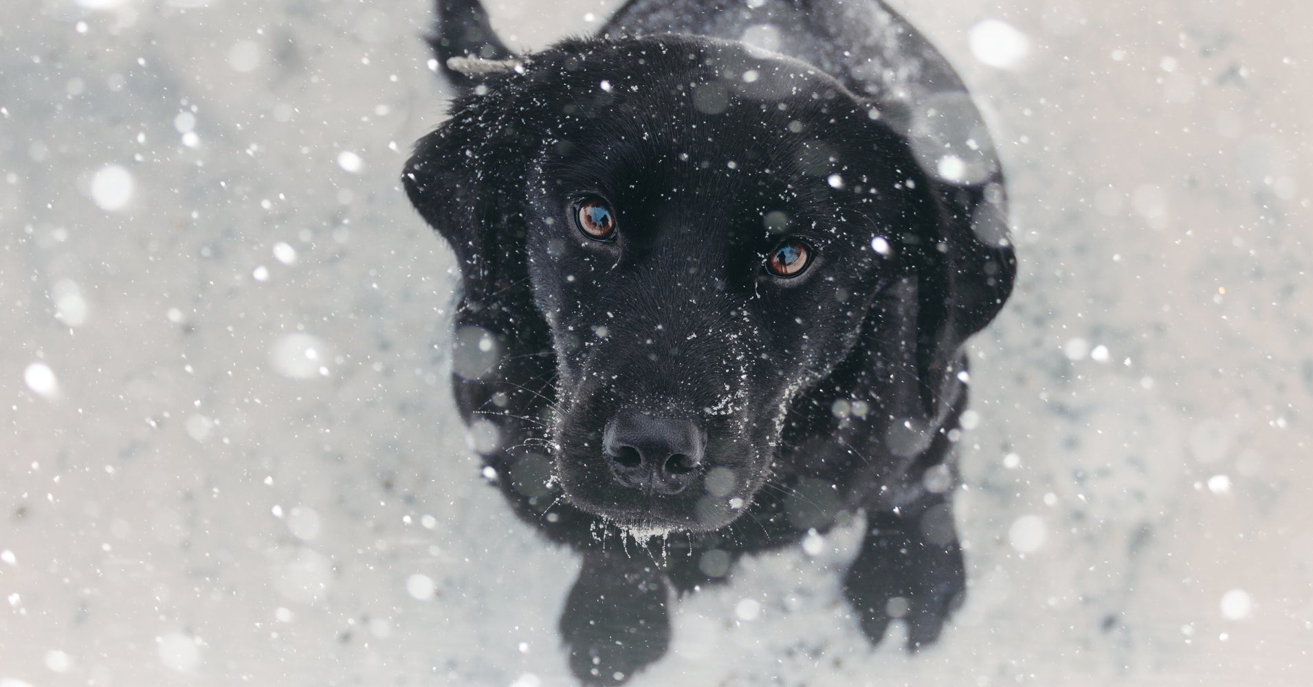 Dogs Are Dying After Being Left Out In The Cold. Here's How To Keep