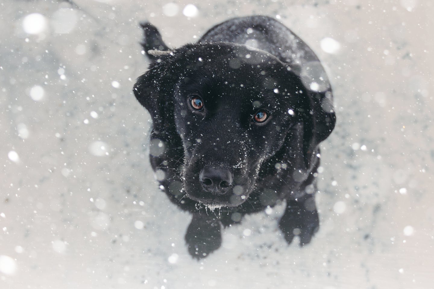 Dogs Are Dying After Being Left Out In The Cold. Here's How To Keep ...