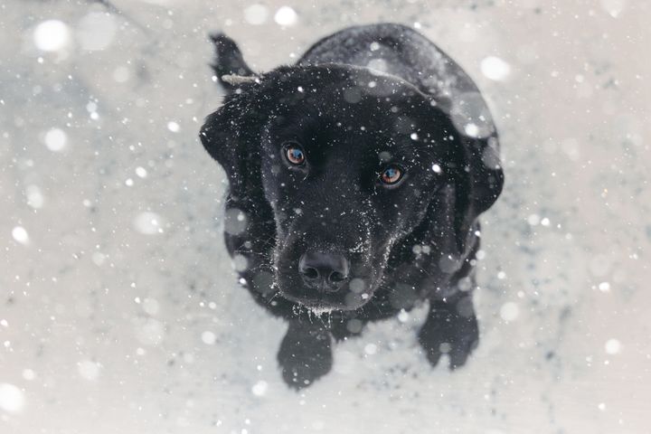 Animal advocates across the country are reminding dog owners to bring their pets inside when temperatures drop.