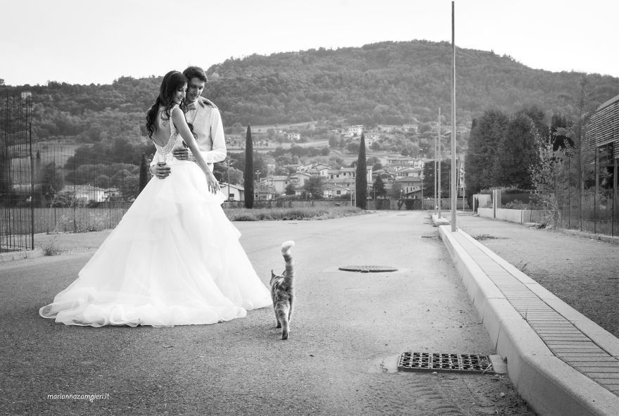 Ces Photos De Jeunes Mariés Avec Leur Chat Sont à Ronronner - 