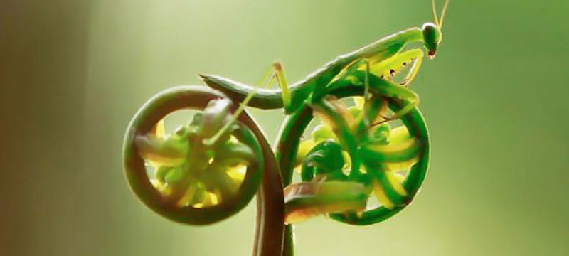 Biomimicry Principles