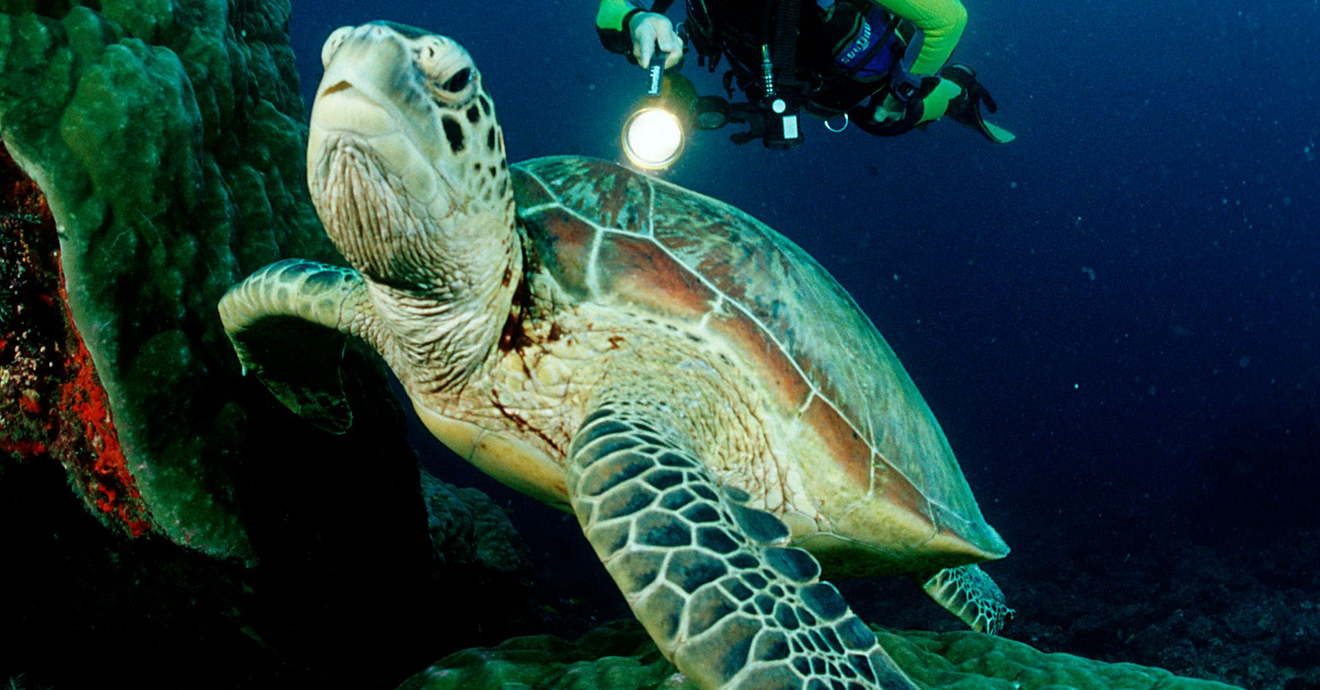 you-won-t-believe-this-33-reasons-for-hawksbill-sea-turtle