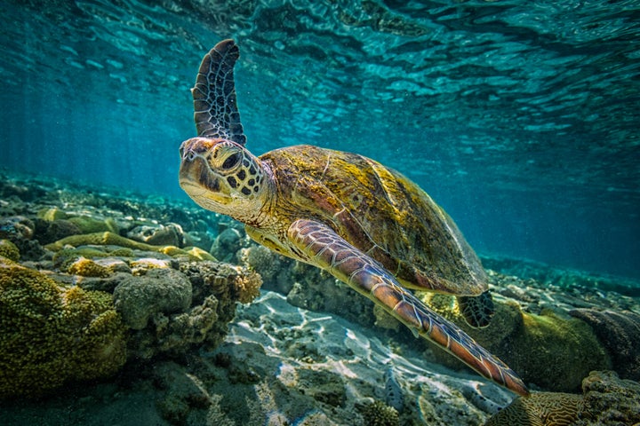 A green turtle in Australia's Great Barrier Reef.