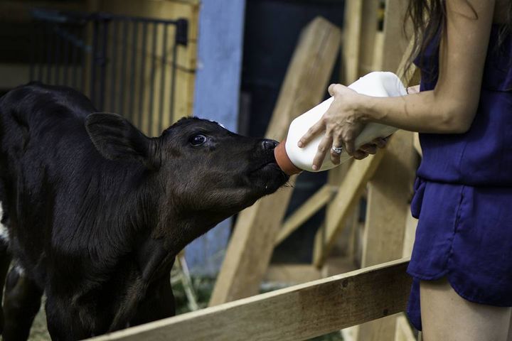 The Smugas bottle-fed Jimmy and Julian three times a day with warmed milk. On dairy farms calves are often given low-grade formula in buckets. In a natural setting, calves would nurse from their mothers for at least their first six months of life.