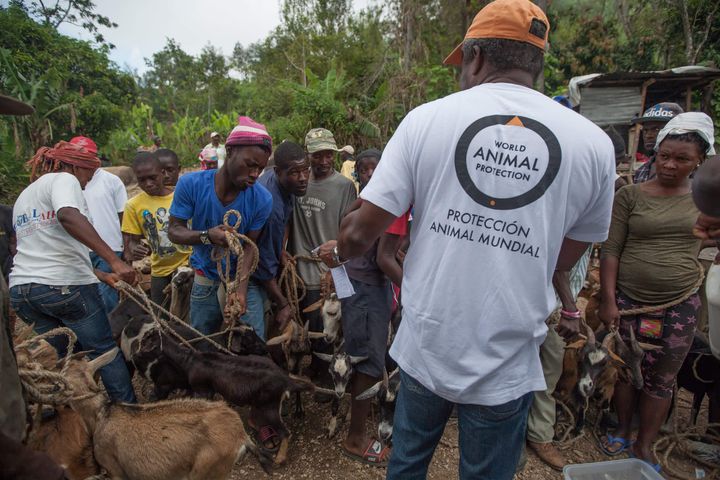 World Animal Protection's disaster response team takes care of animals outside Port au Prince, Haiti