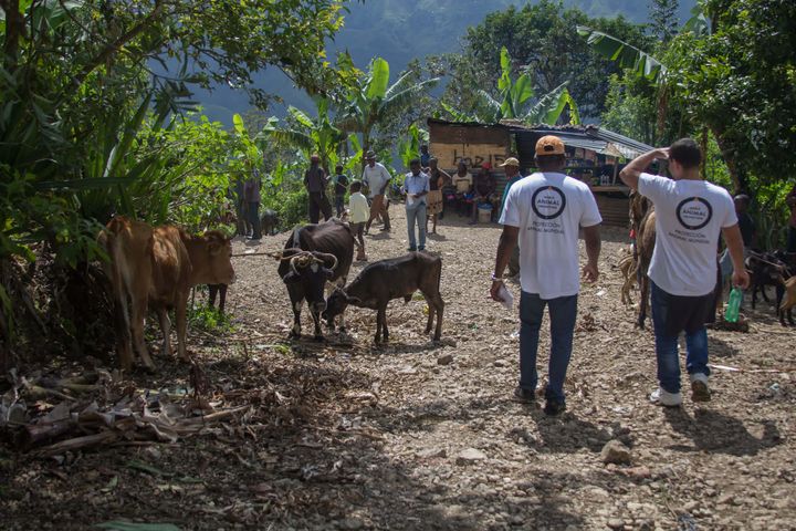 In the aftermath of Hurricane Matthew, World Animal Protection's disaster response team takes care of animals outside Port au Prince, Haiti