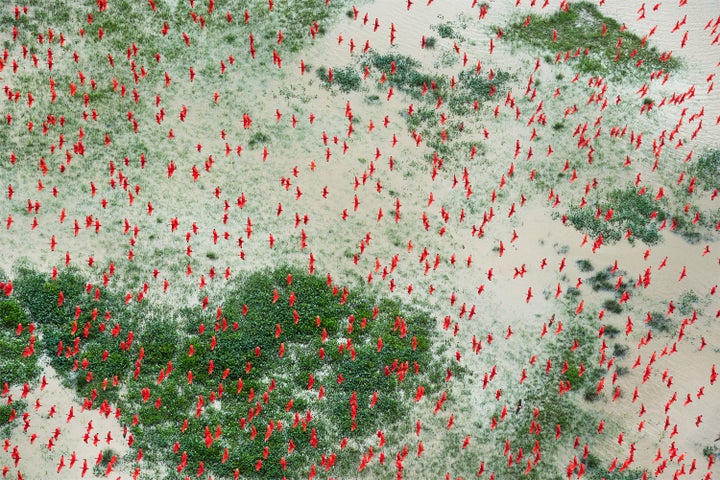  Daniel Beltrá, Amazon scarlet ibis (#222), 2017, From the Forests series, Mounted digital chromogenic dye print, 24 x 36 in., 40 x 60 in., 48 x 72 in. Edition of 10, 8, 4. 