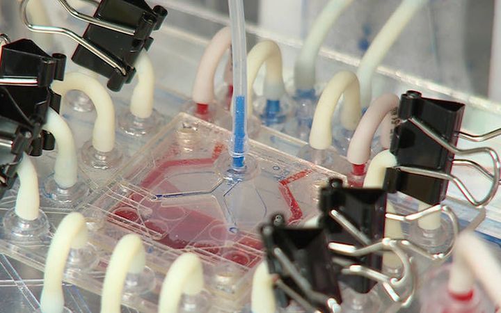  Scientists at Los Alamos National Laboratory are developing a miniature, tissue-engineered artificial lung that mimics the response of the human lung to drugs, toxins and other agents. Nicknamed “PuLMo” for Pulmonary Lung Model, the device consists of two major parts, the bronchiolar unit and the alveolar unit — just like the human lung. 