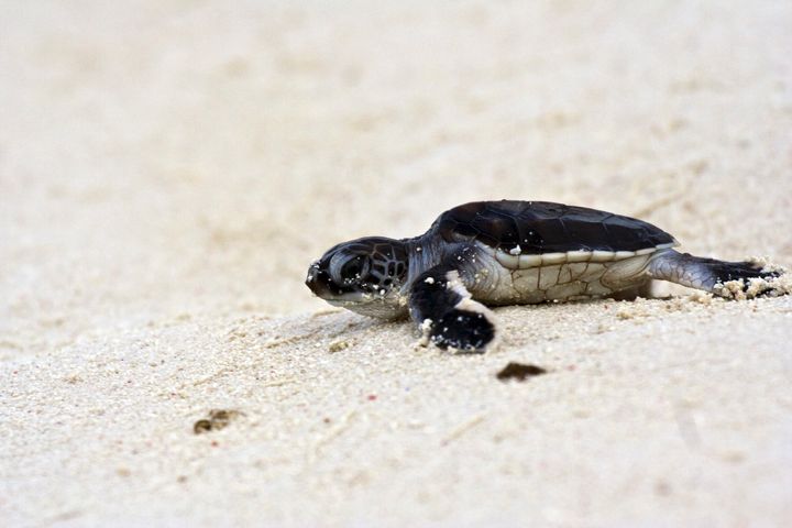 A green sea turtle hatchling on Heron Island in the Great Barrier Reef.