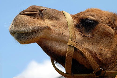 Swallowing Camels Huffpost