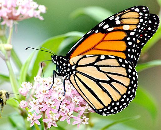 Monarch butterfly