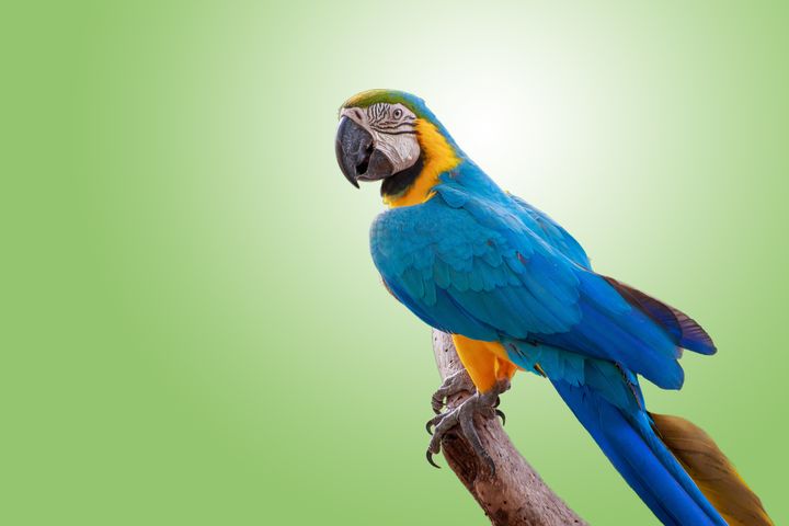 A popinjay is an old word for a parrot.