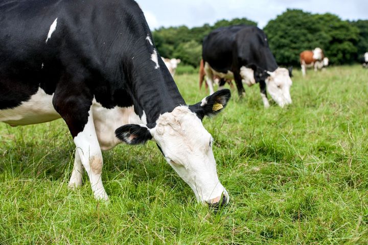 Cattle feeding at Rothamsted Research’s North Wyke Farm Platform in Devon, United Kingdom