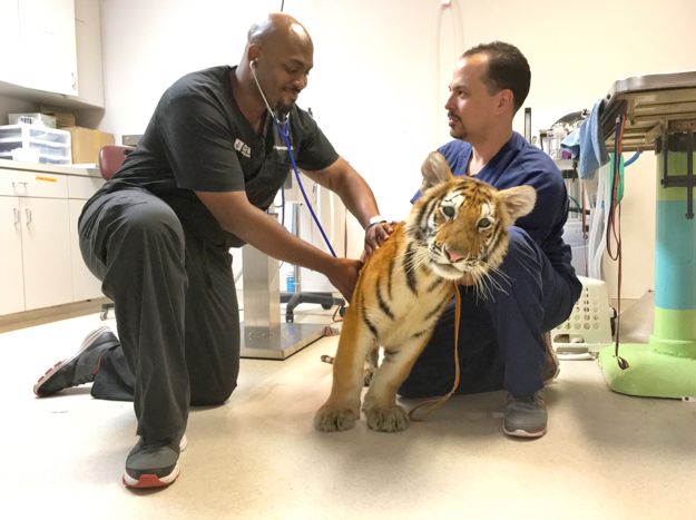 <p>Drs. Ross and Lavigne with a tiger in the exam room. </p>