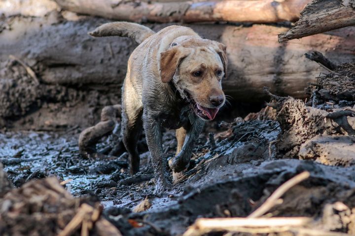 A search and rescue dog is seen being guided through properties in Montecito, California, on Friday.