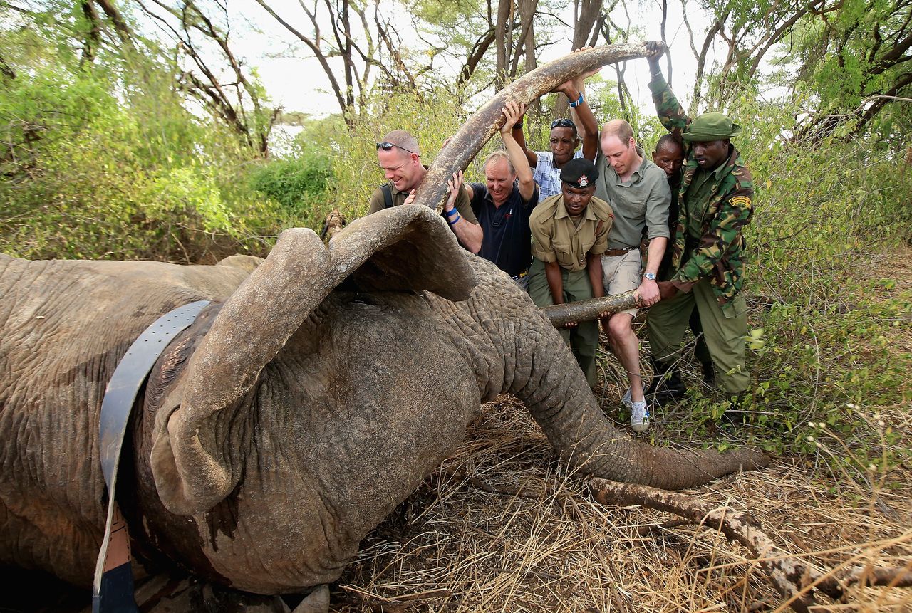 Prince William is photographed by Chris Jackson helping rangers in northern Kenya to move a tranquilised elephant while vet fits satellite tracking collar to monitor and protect him from poachers.