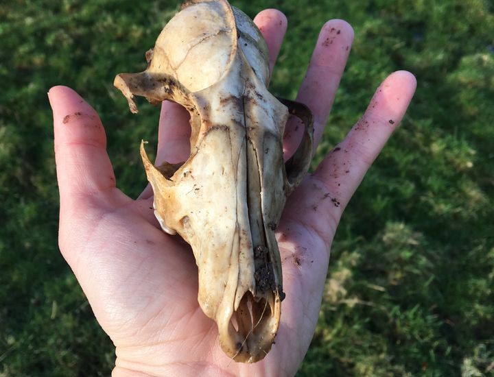 Skull found on a winter walk