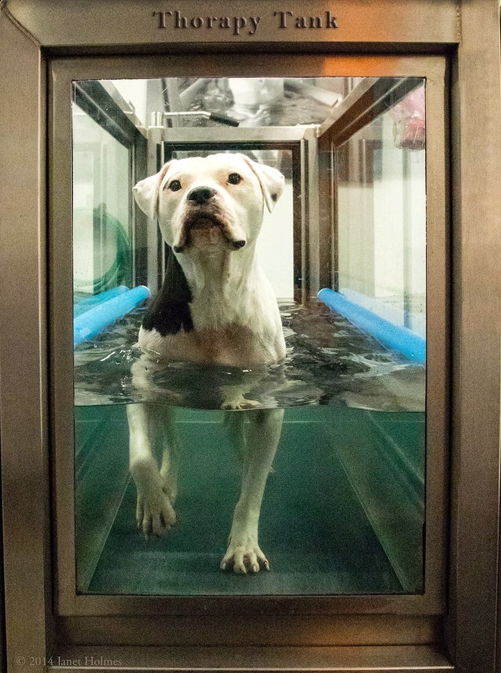 <p><em>Thor in his Thorapy Tank during his rehab at CARE.</em></p>