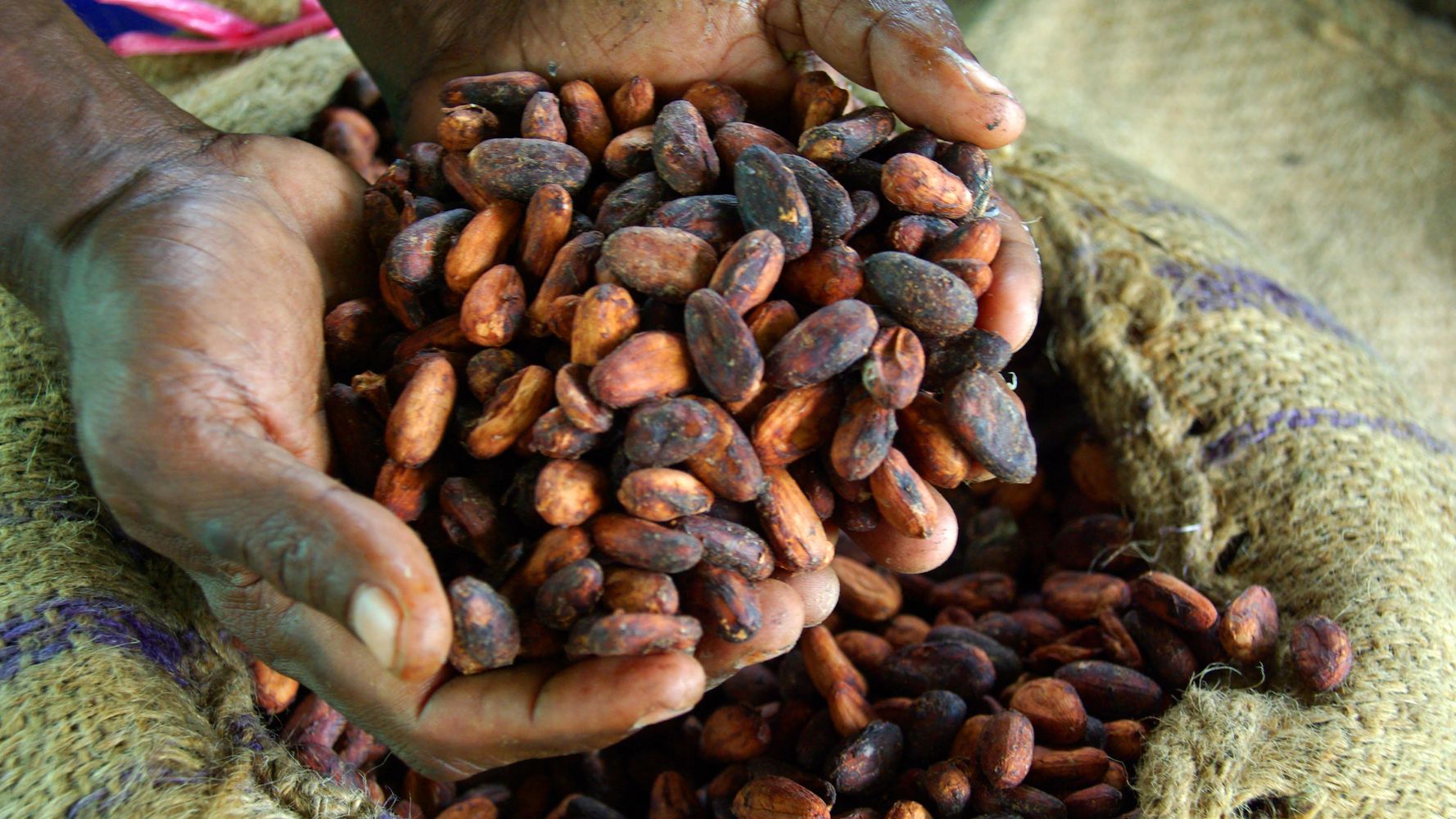 cocoa-farming-the-key-to-reversing-deforestation-in-west-africa