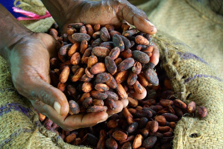 Cocoa farmer David Kebu Jnr holding dried cocoa beans.