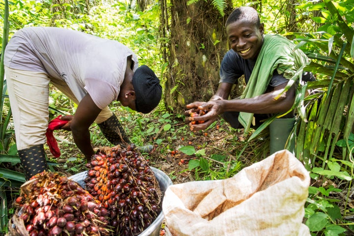 <p>Serendipalm aims to integrate oil palm and cocoa with other crops to establish diverse and resilient agroforestry system.</p>