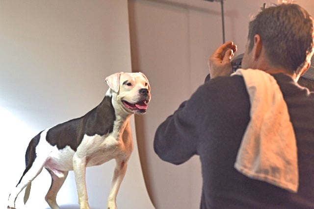 <p><em>Thor being photographed for a Kombucha Ad.</em></p>