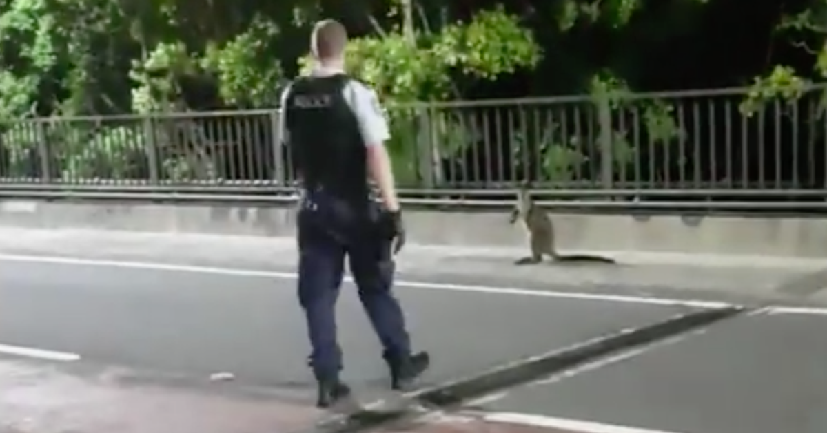 A Wallaby Hopped Across Sydney Harbour Bridge Through Traffic