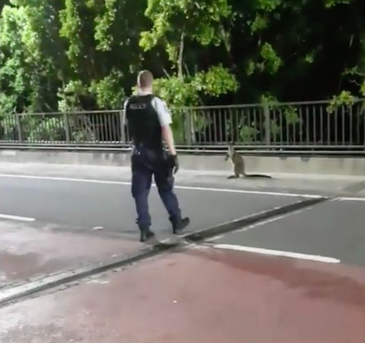 A wayward wallaby was captured by police early on Tuesday after bounding across the iconic Sydney Harbour Bridge.