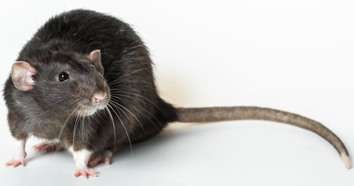 black death plague rats