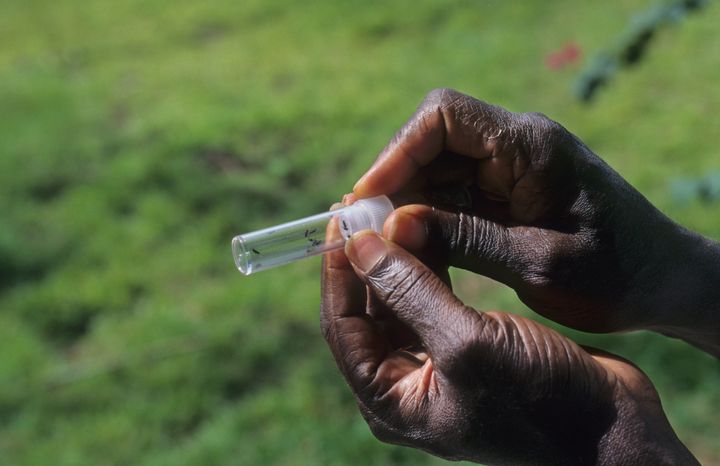 Inside this test tube are black flies, which can carry the parasite that causes river blindness. The disease may be linked to nodding syndrome.