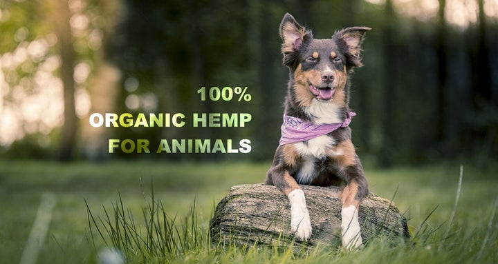 Why Use CBD to Treat Dogs and Other Animals