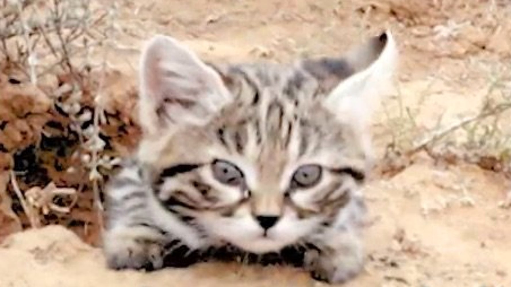The World S Deadliest Cat Is Absolutely Adorable Huffpost