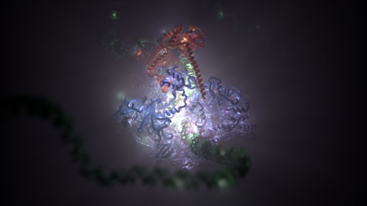 The imagery shows the RNA Polymerase III as a multicoloured mass with the DNA strands on either side. Inside this mass, the DNA is being unwound and transcribed.