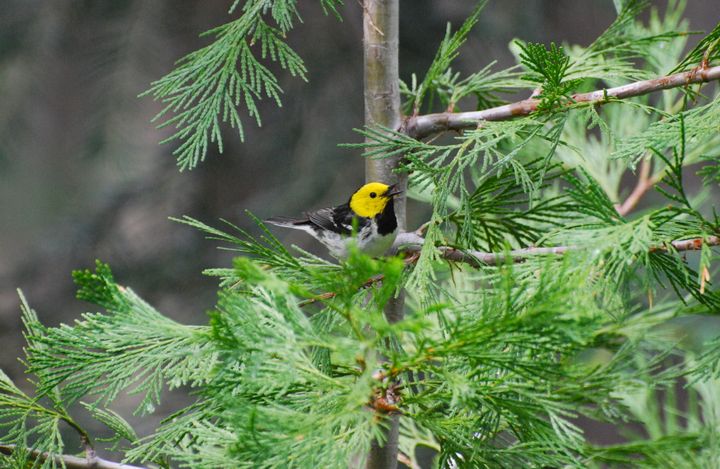 Hermit Warblers are among the species included in a new study of how migratory birds are singing at different times of the year as a result of climate change. 