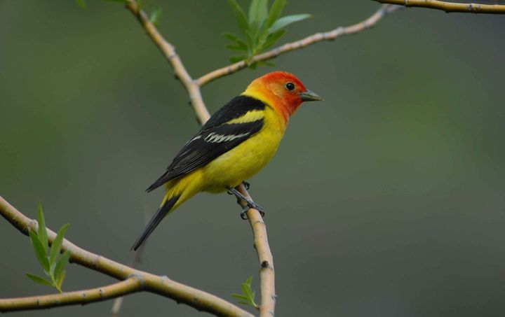 McGrann and his team studied the songs of the western tanager, seen here. 
