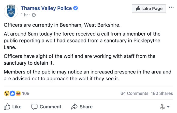Thames Valley Police posted a public advisory about the escaped wolf on Facebook