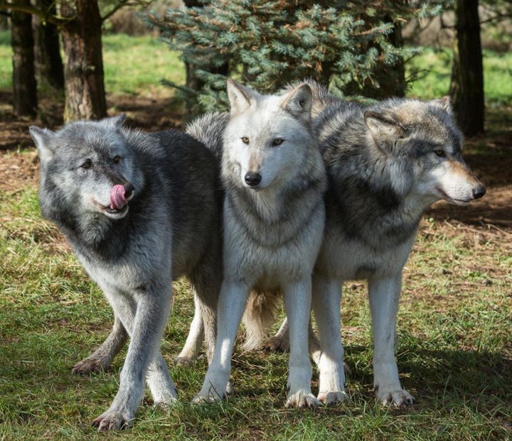 A wolf has escaped from the Uk Wolf Conservation Trust in West Berkshire, pictured above
