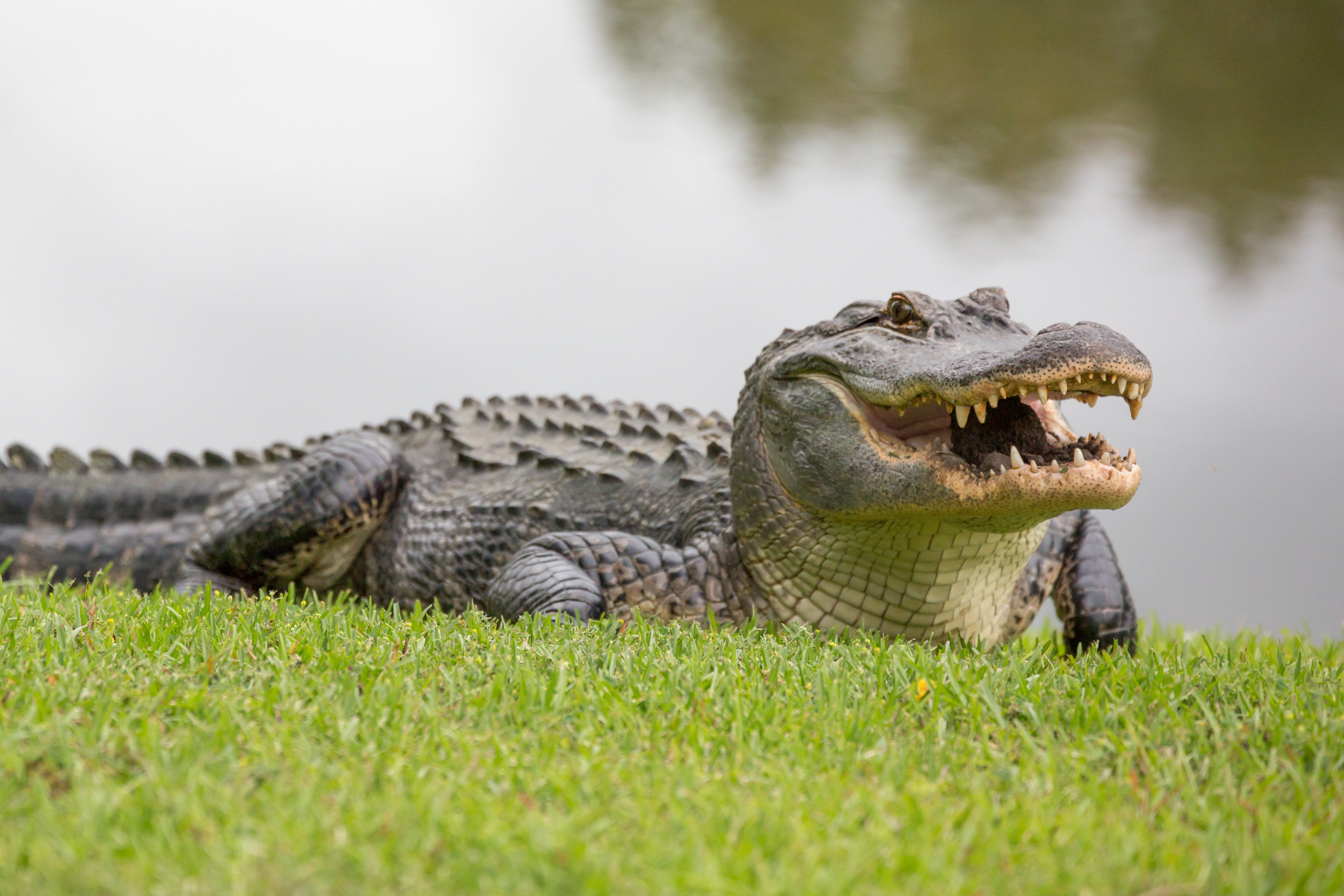 Alligator And Python Locked In Death Duel On Golf Course | HuffPost ...