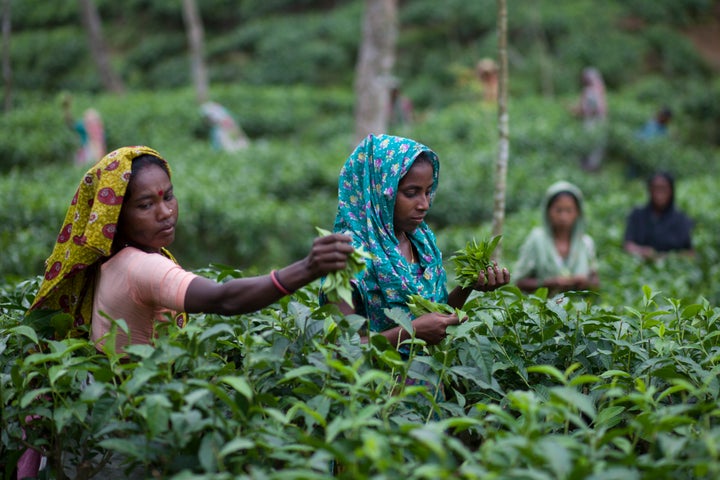 <strong>Workers pluck tea leaves in Sylhet, Bangladesh.</strong>