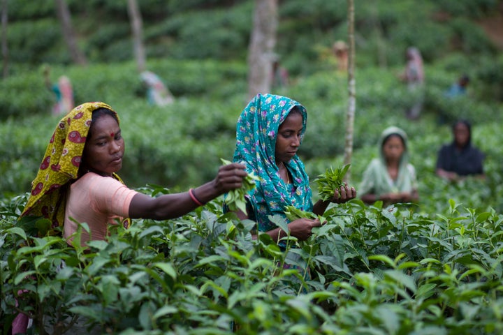 Workers pluck tea leaves in Sylhet, Bangladesh.