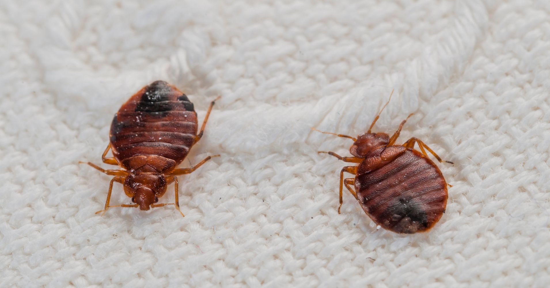 Here's Why People Say 'Don't Let The Bedbugs Bite' | HuffPost