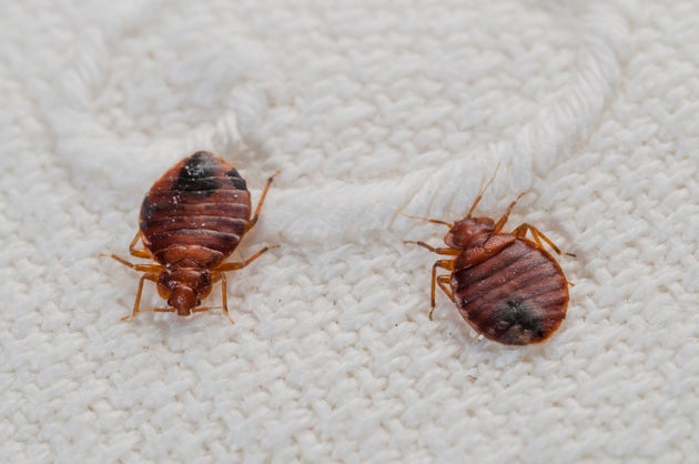 how-do-u-say-bed-bugs-in-spanish-psoriasisguru