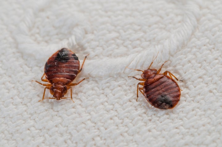 There are multiple myths surrounding the origin of “Good night. Sleep tight. Don’t let the bedbugs bite.” 